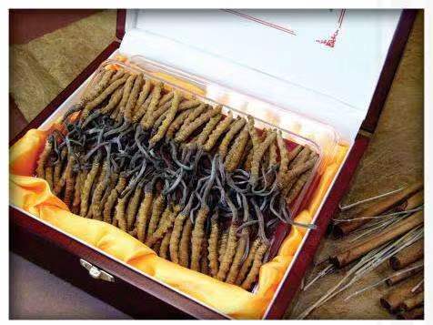 阿瓦提冬虫夏草回收